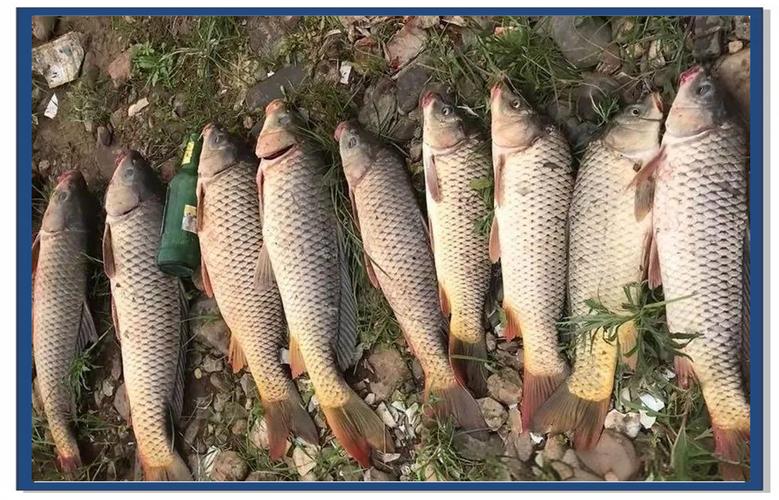 散炮速誘鯉魚方法_野釣鯉魚聚窩技巧_野釣鯽魚窩