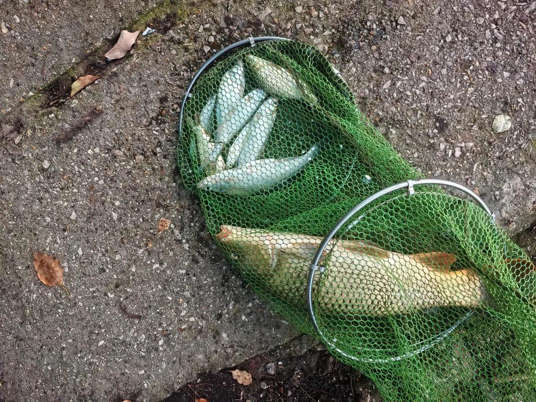 野釣鯽魚窩_散炮速誘鯉魚方法_野釣鯉魚聚窩技巧