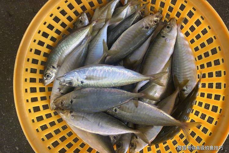 蝦仁海釣技巧_海釣魚要什么魚餌_海釣常用魚餌使用技巧