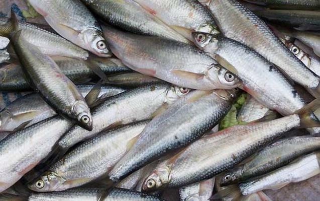 海釣魚要什么魚餌_蝦仁海釣技巧_海釣常用魚餌使用技巧