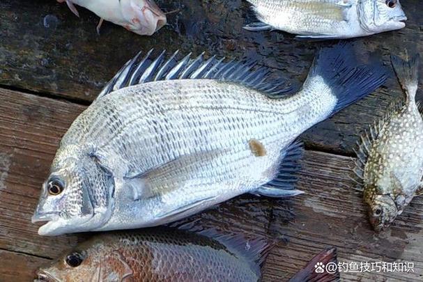 海釣魚要什么魚餌_海釣常用魚餌使用技巧_蝦仁海釣技巧
