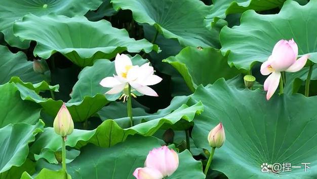 成都周邊農家樂_成都農家樂_三圣鄉鮮花農家樂