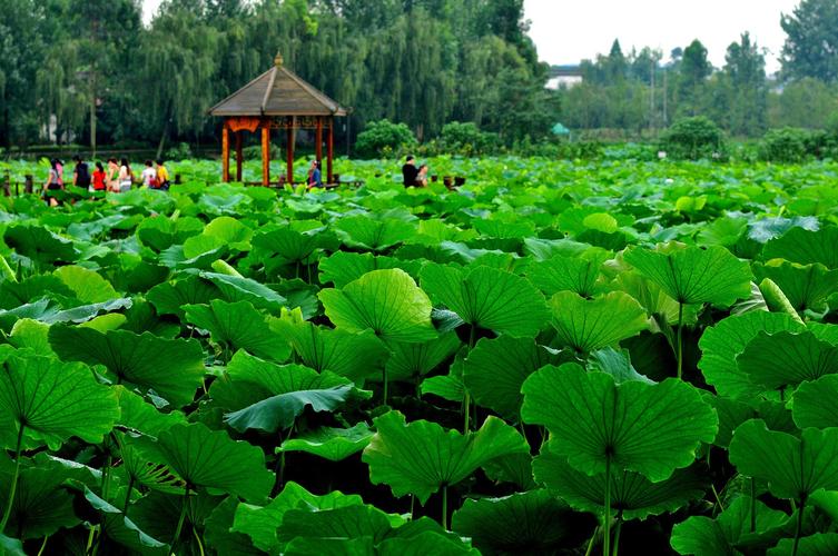 成都農家樂_三圣鄉鮮花農家樂_成都周邊農家樂