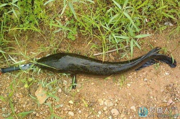 釣黑魚用什么餌最好_釣黑魚窩點選擇_釣黑魚釣具配備
