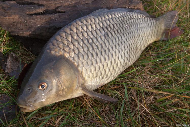十大美味淡水魚推薦_淡水魚種類_淡水魚好吃排名