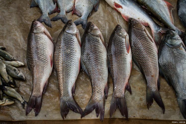 十大美味淡水魚推薦_淡水魚種類_淡水魚好吃排名