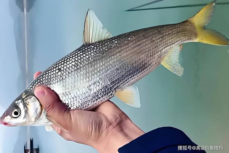 黃尾釣位選擇與餌料窩料_早春野釣黃尾技巧_釣黃尾鲴餌料配方