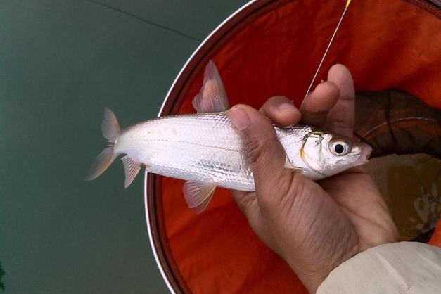 釣黃尾鲴餌料配方_黃尾釣位選擇與餌料窩料_早春野釣黃尾技巧