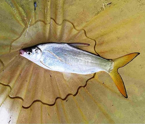 黃尾釣位選擇與餌料窩料_早春野釣黃尾技巧_釣黃尾鲴餌料配方