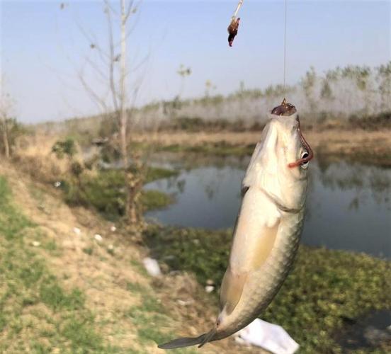 春末夏初釣鯽魚技巧_釣鯽魚技巧_釣鯽魚技巧和方法