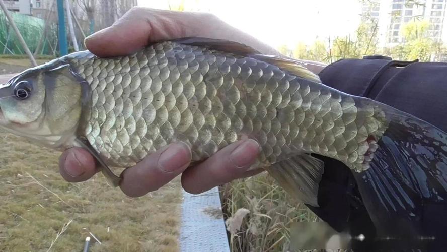 釣鯽魚技巧_春末夏初釣鯽魚技巧_釣鯽魚技巧和方法