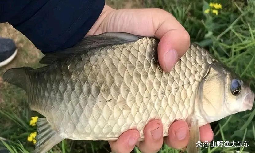春末夏初釣鯽魚技巧_釣鯽魚技巧_釣鯽魚技巧和方法