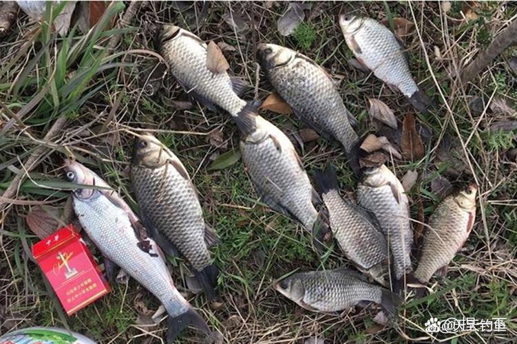 去黑坑釣_釣大魚視頻_降低期望釣大魚