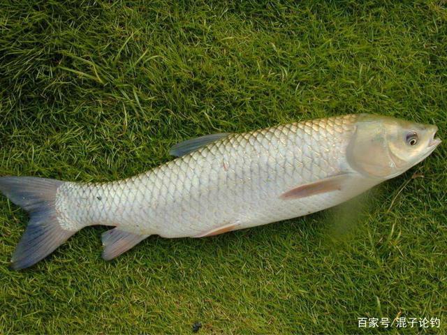 釣草魚餌料_發芽玉米釣草魚技巧_串鉤釣草魚用什么餌好