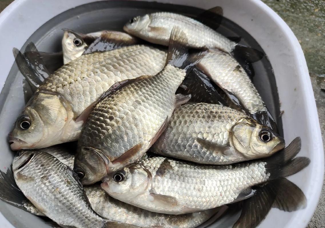 冬季釣大板鯽餌料配方_四號六號餌料搭配_釣鯽魚的餌料配方