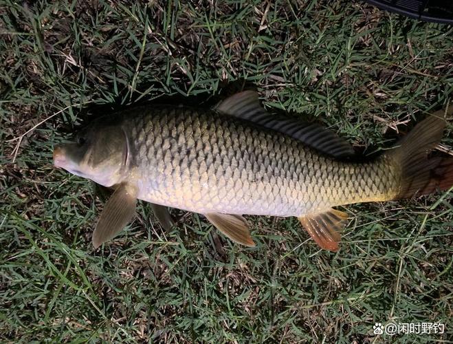 鯉魚跳龍門 鯉魚垂釣技巧 鯉魚生活習性_釣鯉魚技巧