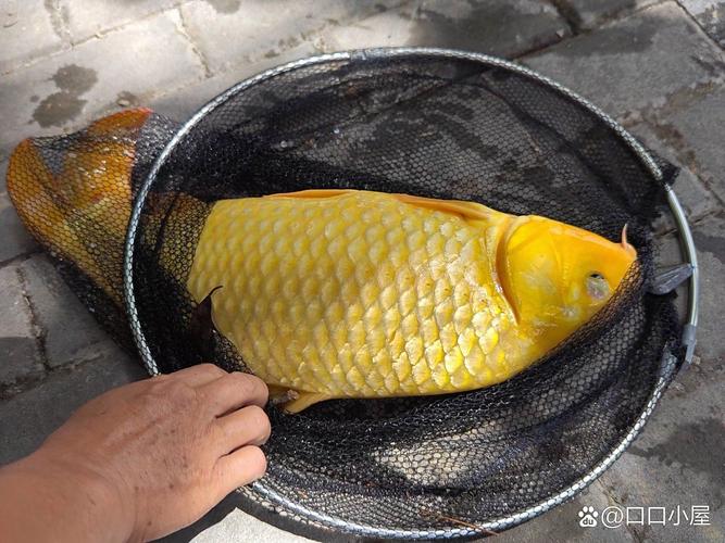 成都金堂釣魚的水庫在哪個地方_金堂那個水庫好釣魚_金堂縣釣魚水庫