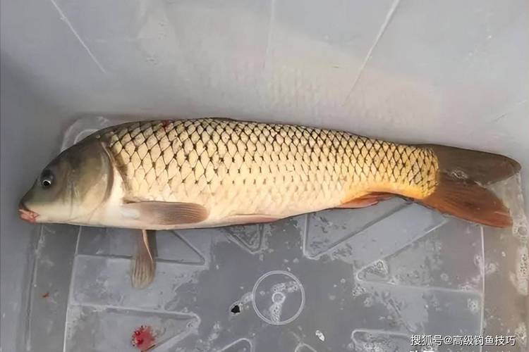 釣鯉魚技巧_釣鯉魚技巧_臺釣鯉魚線組搭配