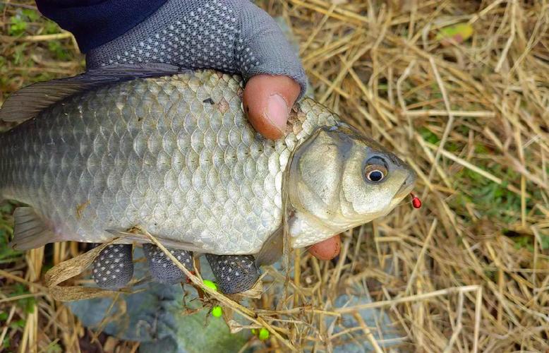 大水庫釣鯽魚餌料選擇_釣鯽魚技巧_大水庫釣鯽魚最佳位置