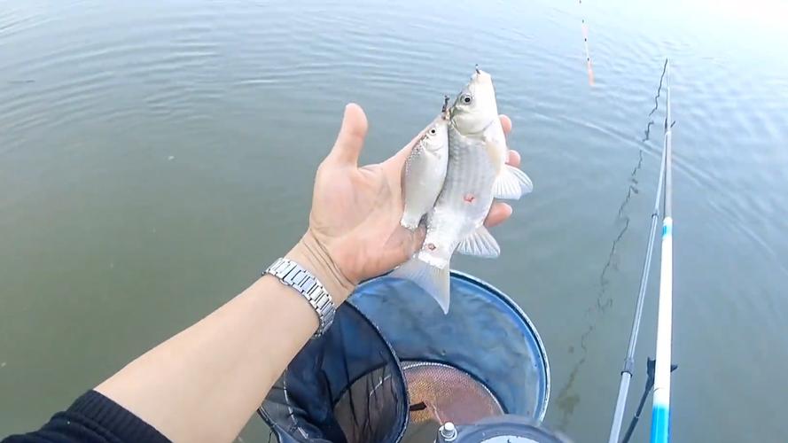 釣鯽魚技巧_大水庫釣鯽魚餌料選擇_大水庫釣鯽魚最佳位置