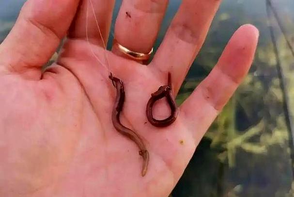 蚯蚓釣魚技巧_野釣鯽魚用蚯蚓還是用拉餌_秋末野釣餌料選擇