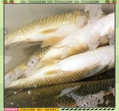 草魚餌料配方_自制草魚餌料教程_黑坑釣草魚用什么餌好