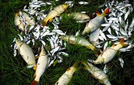 水庫鯉魚顆粒飼料制作_垂釣鯉魚餌料配方_鯉魚餌料配方大全