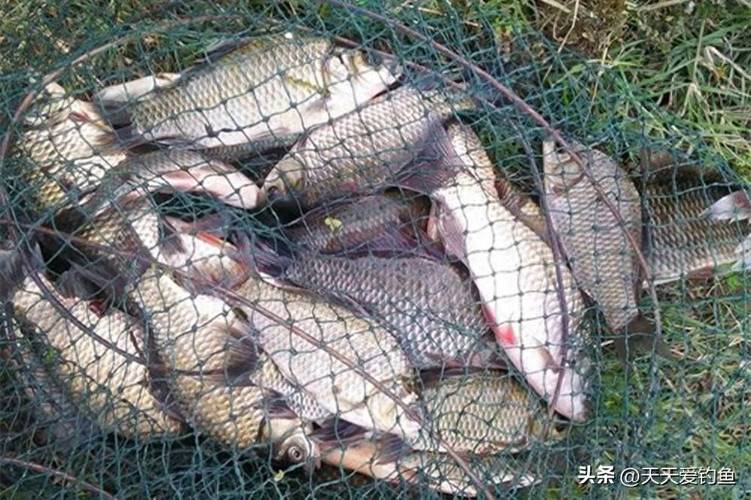 手竿釣鯽魚方法_手竿釣鯽魚技巧_民間野釣鯽魚絕招