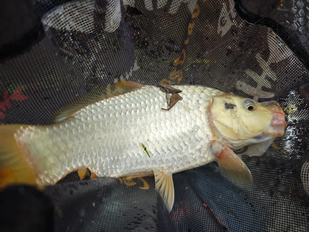 人工湖釣魚用什么魚餌_人工湖釣魚技巧_人工湖的魚怎么釣