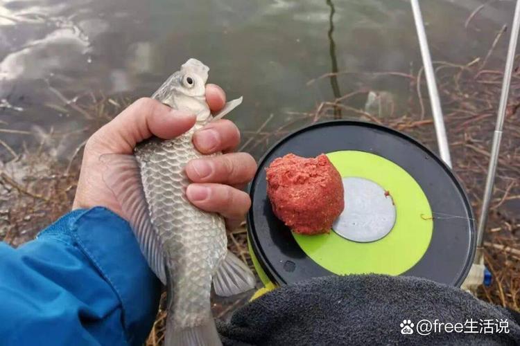 釣鯽魚用什么餌料_野釣鯽魚餌料配方_鯽魚垂釣技巧