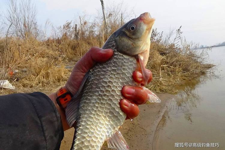 釣鯽魚線組選擇_野釣主線子線搭配_野釣鯽魚線組搭配
