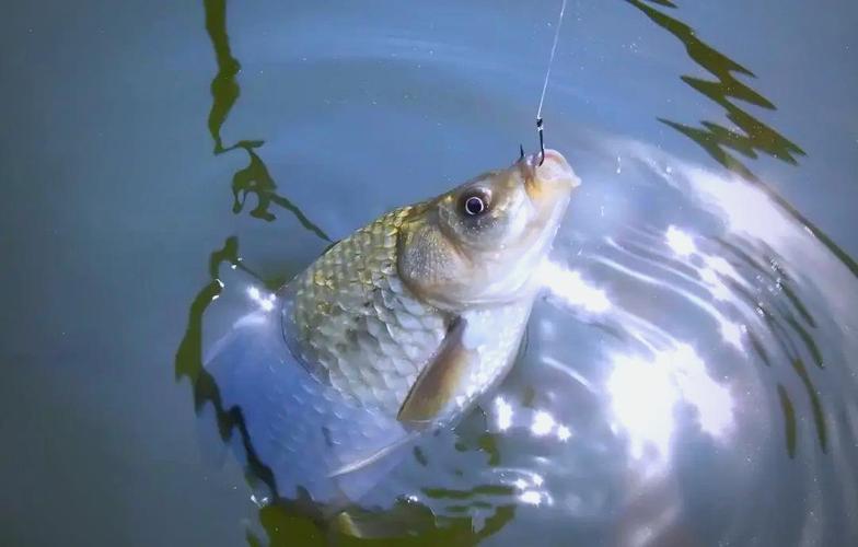野釣鯽魚主線子線搭配_野釣鯽魚線組搭配_釣鯽魚線組選擇技巧