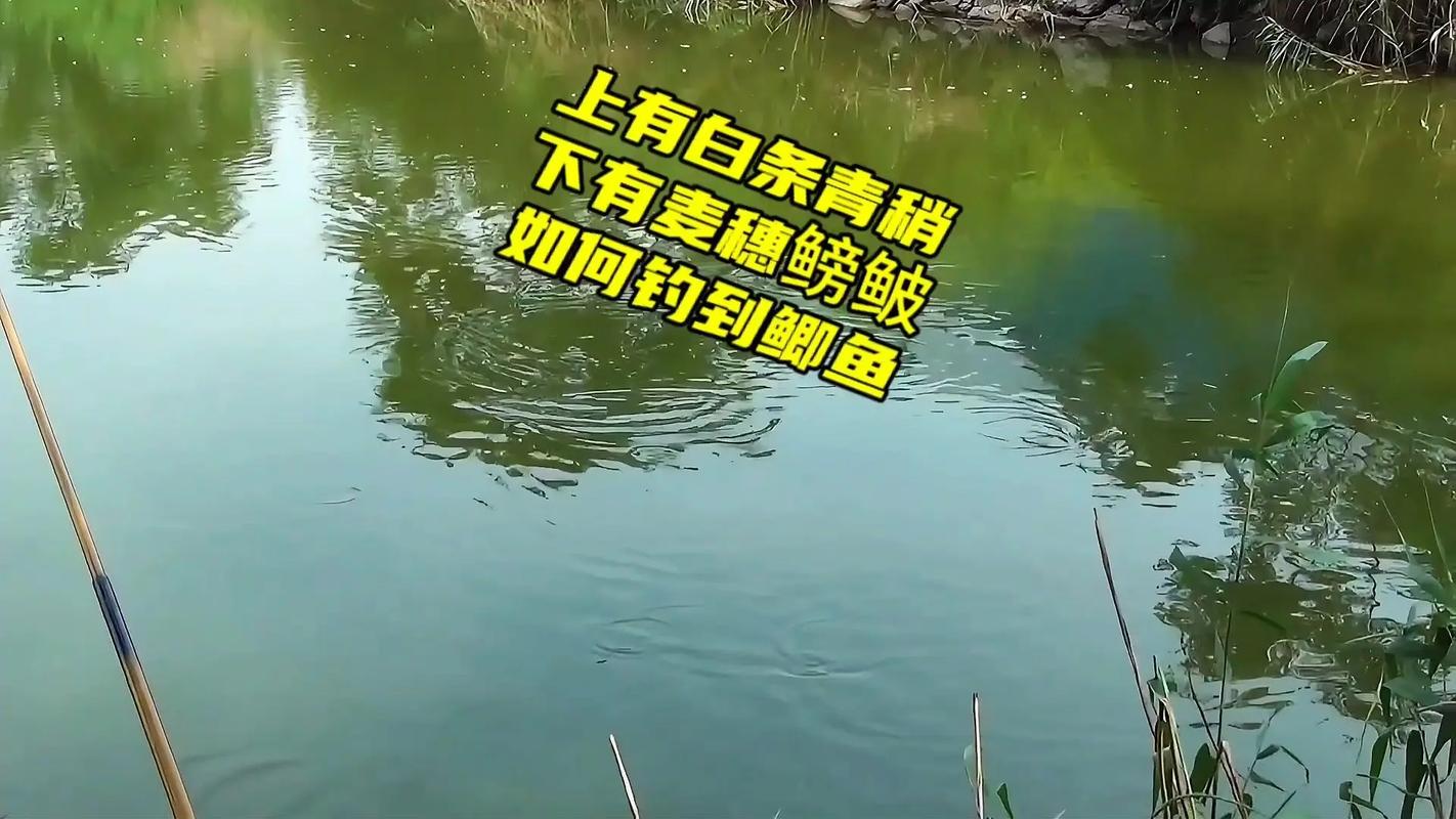 立夏高溫野釣調漂技巧_避雜魚調漂方法_釣鯽魚怎么調漂