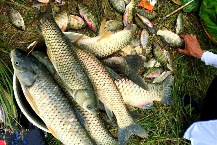釣鯽魚怎么調漂_立夏高溫野釣調漂技巧_避雜魚調漂方法