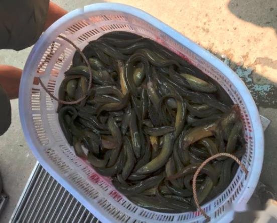 泥鰍 市場行情走勢 _泥鰍養殖技術問答_泥鰍 當前價格行情分析 