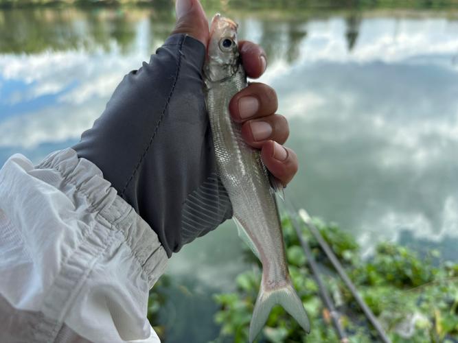 釣鯉魚_釣魚技巧分享_釣魚冷知識