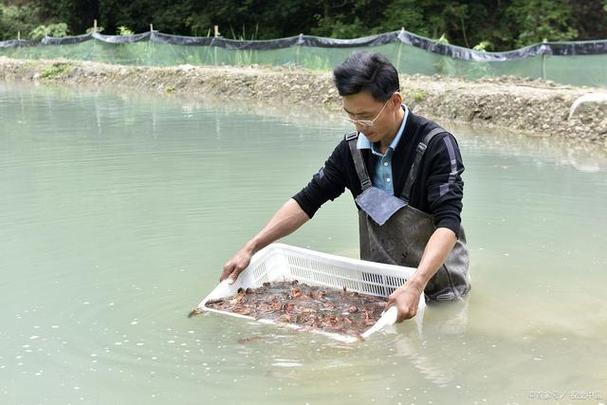 泥鰍養殖技術問答_泥鰍養殖降低飼料成本方法_如何節約泥鰍飼料成本