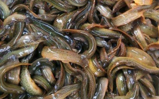 泥鰍養殖降低飼料成本方法_如何節約泥鰍飼料成本_泥鰍養殖技術問答