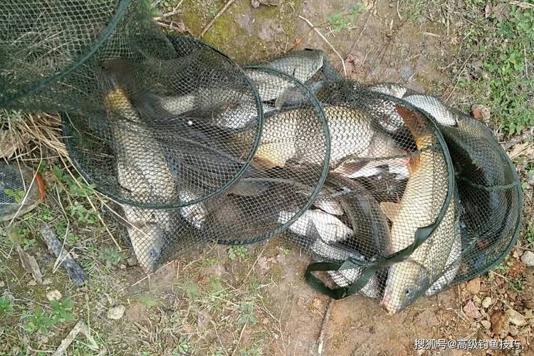中藥釣魚配方大全_釣鯉魚配方_中藥釣魚配方大全經典