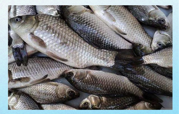 釣鯉魚配方_中藥釣魚配方大全經典_中藥釣魚配方大全