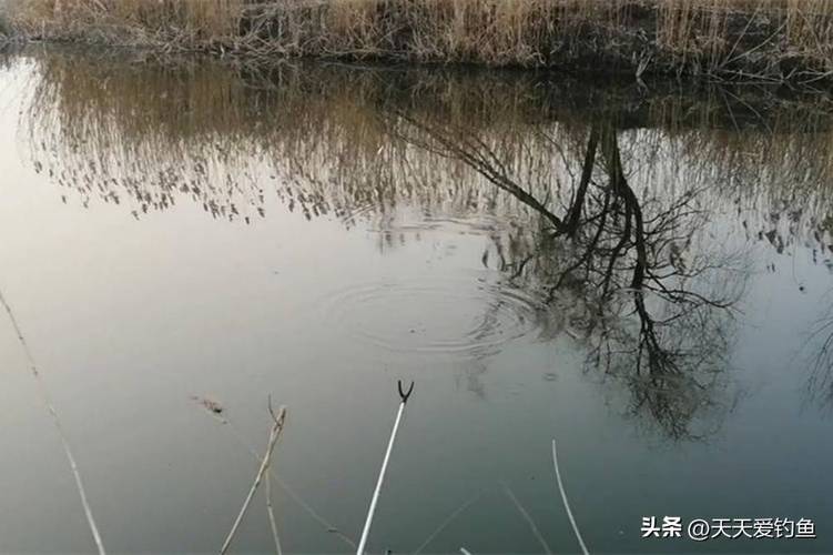 秋天野河釣鯽魚技巧_仲秋野河釣鯽魚最佳釣點_秋季野釣鯽魚技巧