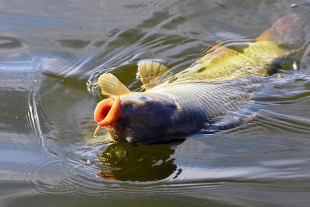 夜釣鯉魚選位技巧_釣鯉魚用什么餌_夜釣鯉魚打窩方法