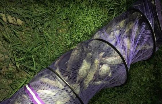 釣鯉魚用什么餌_夜釣鯉魚打窩方法_夜釣鯉魚選位技巧