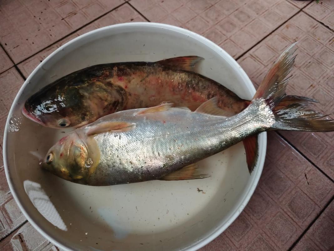 白鰱鳙魚開口時間選擇_分辨白鰱花鰱方法_釣鰱鳙視頻