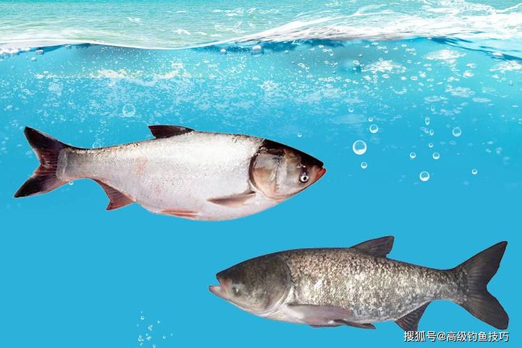 釣鰱鳙視頻_白鰱鳙魚開口時間選擇_分辨白鰱花鰱方法