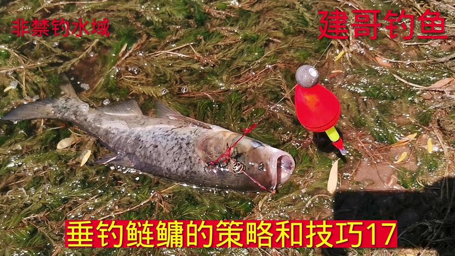 釣鰱鳙視頻_釣鰱鳙抓口技巧_鰱鳙吃口規律分析