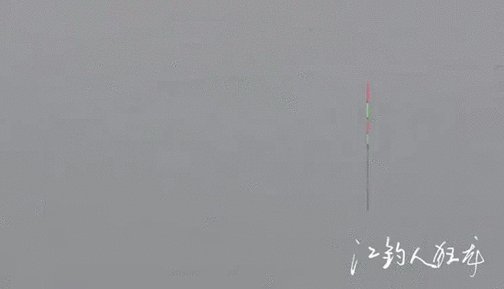 釣鰱鳙視頻_鰱鳙吃口規律分析_釣鰱鳙抓口技巧