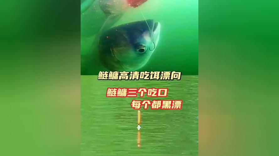 釣鰱鳙抓口技巧_釣鰱鳙視頻_鰱鳙吃口規律分析