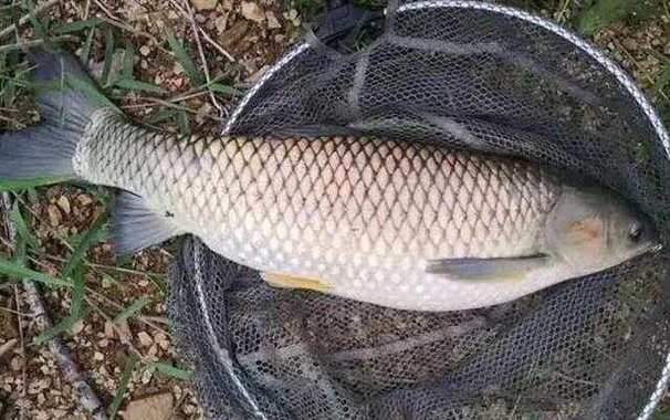 夏季釣草魚技巧_草魚垂釣最佳季節時間_春季養魚池釣魚選釣位技巧