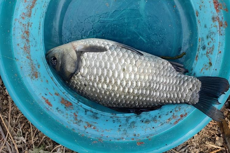 釣鳊魚釣位選擇_野釣鯪魚如何選擇釣點_釣鳡魚的釣點